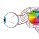 Illustration for article titled Can These Glasses Help the Colorblind? We Put EnChroma to the Test